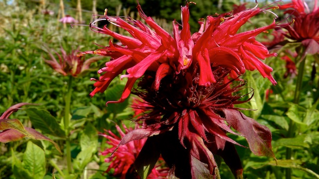 Monarda didyma