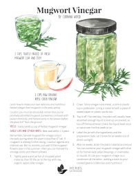 Mugwort Vinegar Recipe