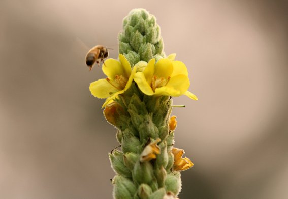 Benefits of Mullein