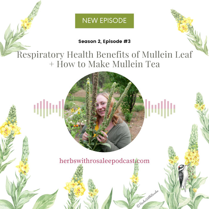 How to Use Mullein