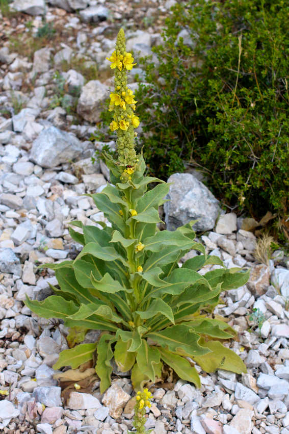 Benefits of Mullein