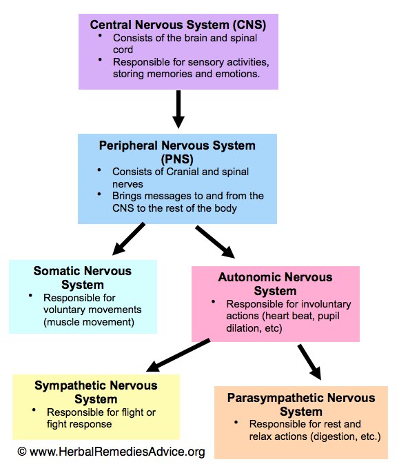 Human Nervous System Flow Chart