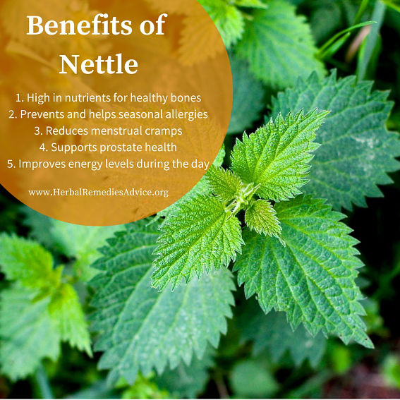 Nettle Benefits