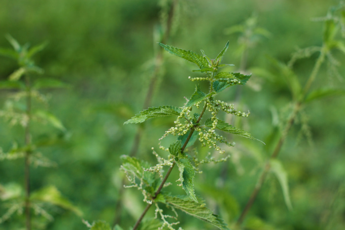 Nettle Seeds