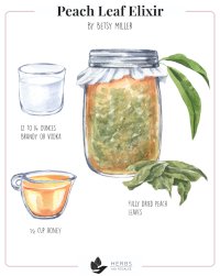 Peach Leaf Elixir