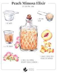 Peach Mimosa Elixir Recipe Peach Mimosa Elixir Recipe