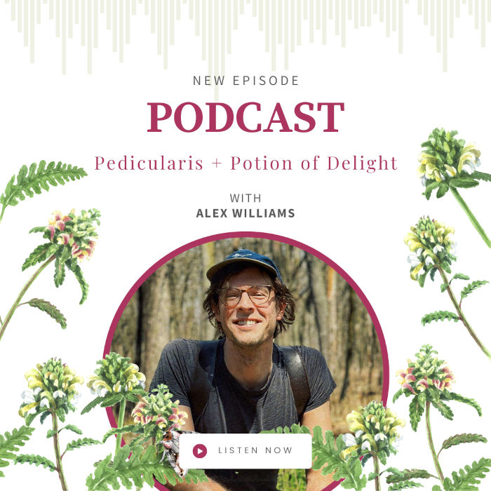 Pedicularis for Deep Muscle Release with Alex Williams