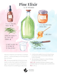 Pine Elixir Recipe by Kat Mackinnon