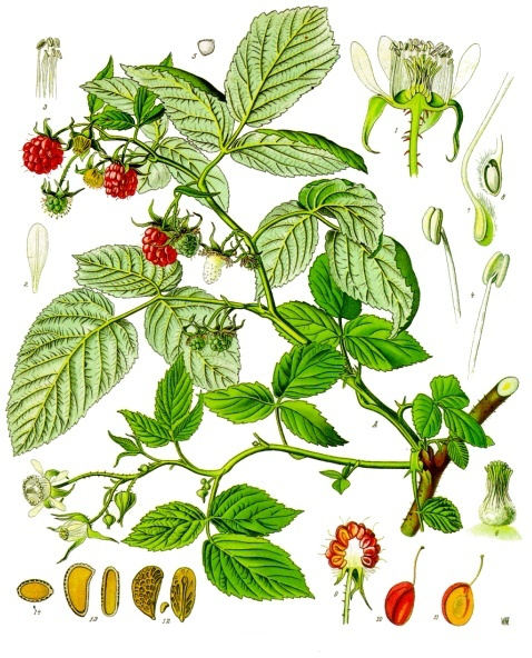 Raspberry Leaf Uses