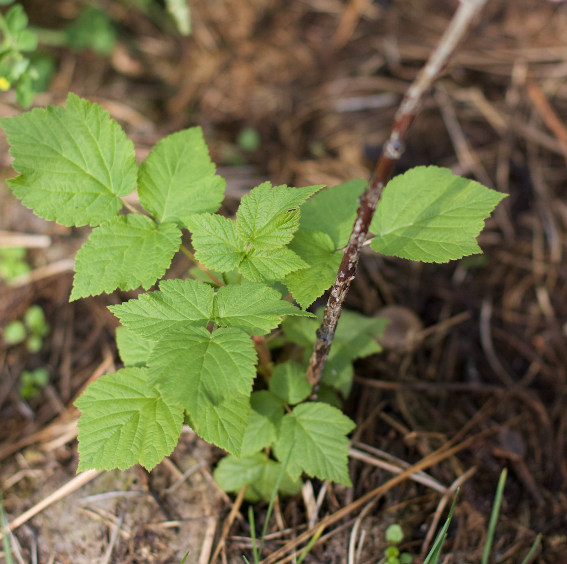 Raspberry Leaf Uses