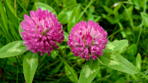 red clover benefits