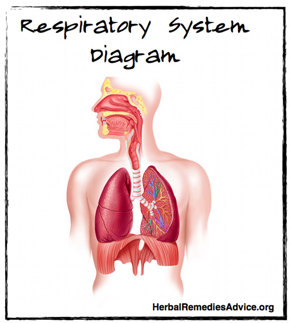 Respiratory System Diagram