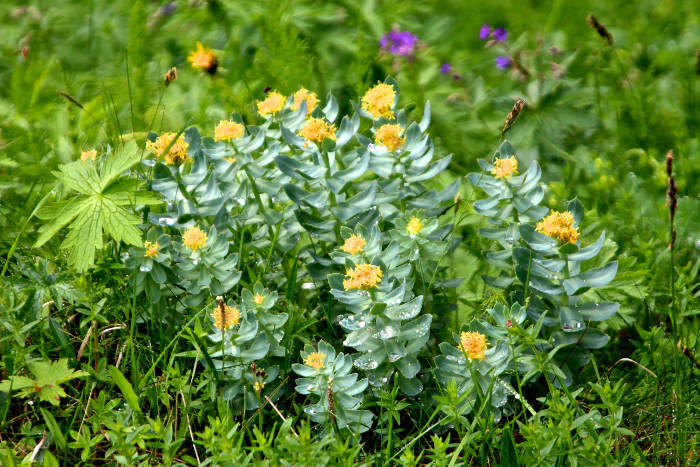 rhodiola rosea benefits