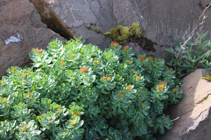 rhodiola rosea benefits