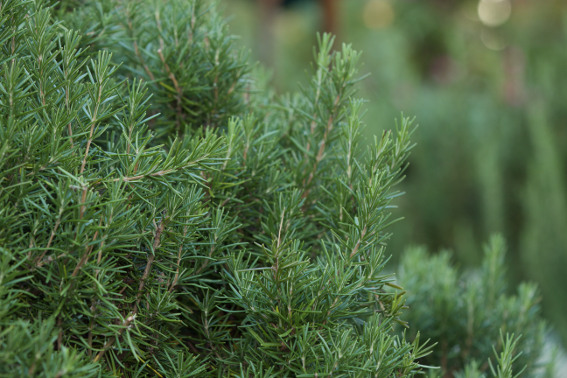 Rosemary Health Benefits