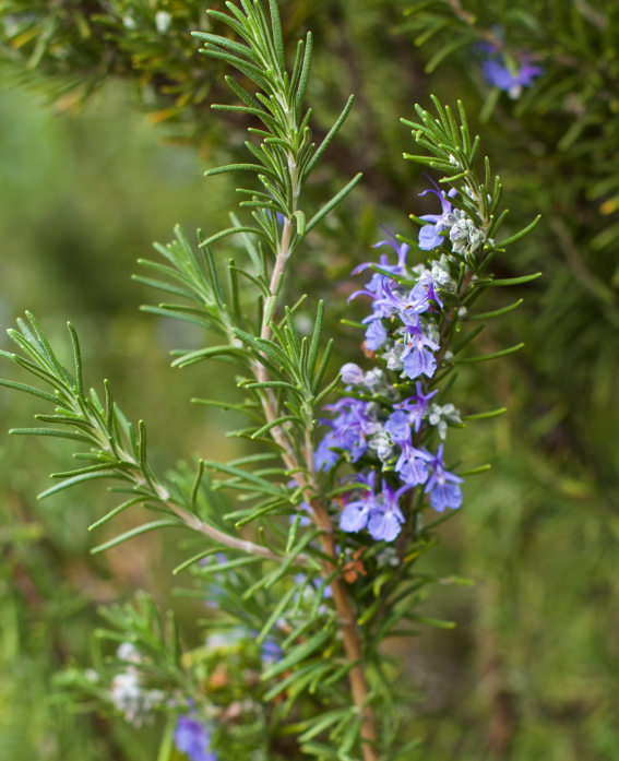 Rosemary Health Benefits