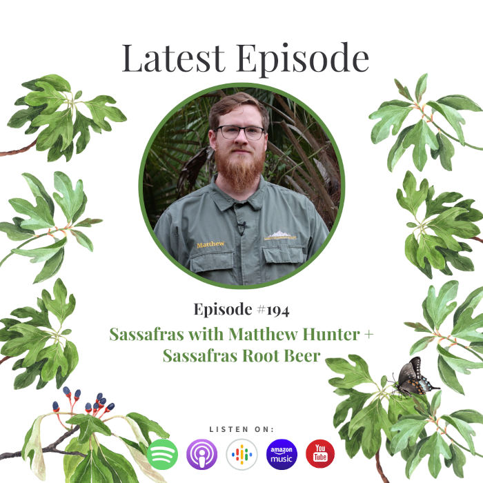 Sassafras with Matthew Hunter