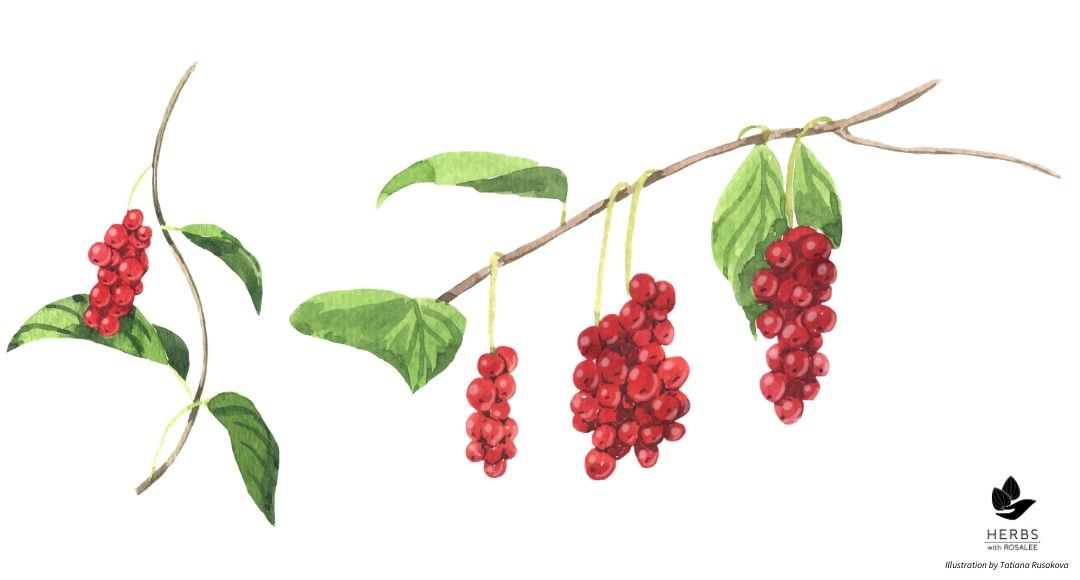 Schisandra illustration