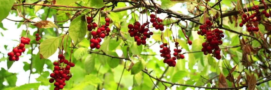 Schisandra plant