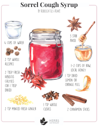 Sorrel cough syrup recipe Sorrel cough syrup recipe