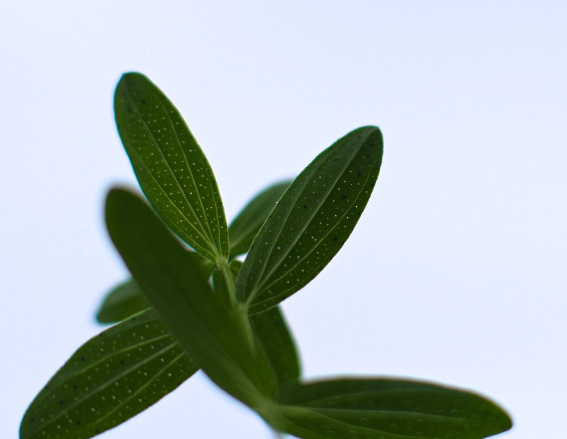 st johns wort pictures