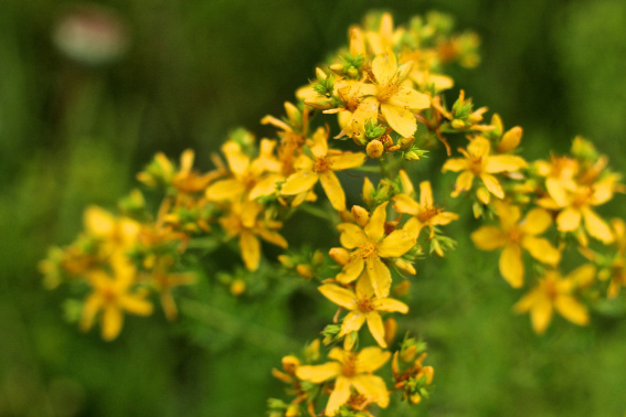 st johns wort health benefits