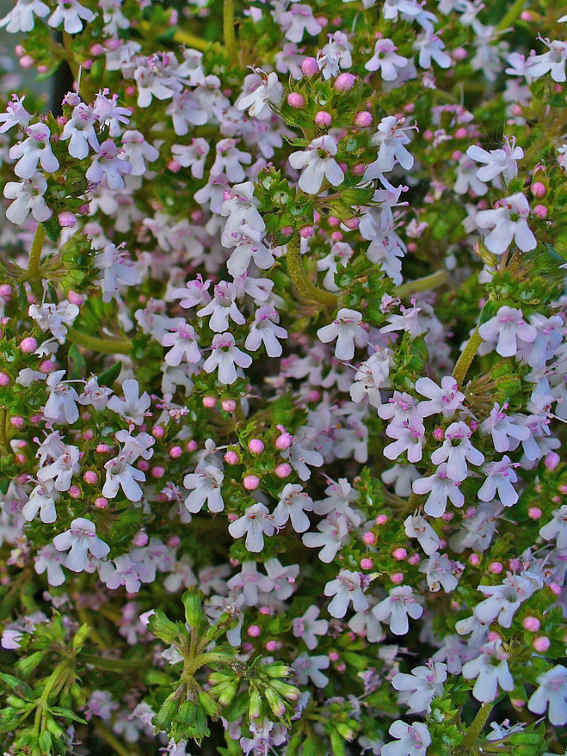 Thyme Picture