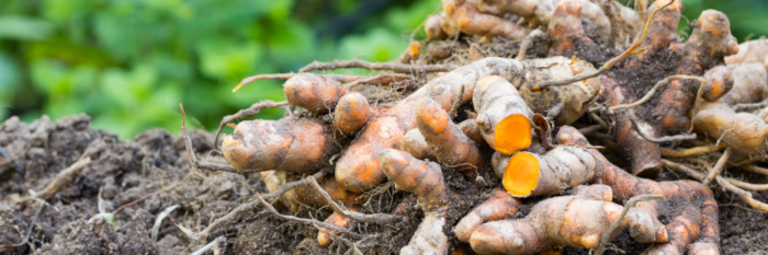 Turmeric Root