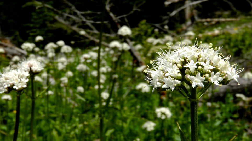 Valerian