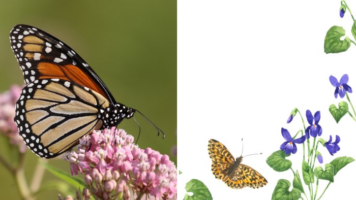 Violet and Monarch Butterflies