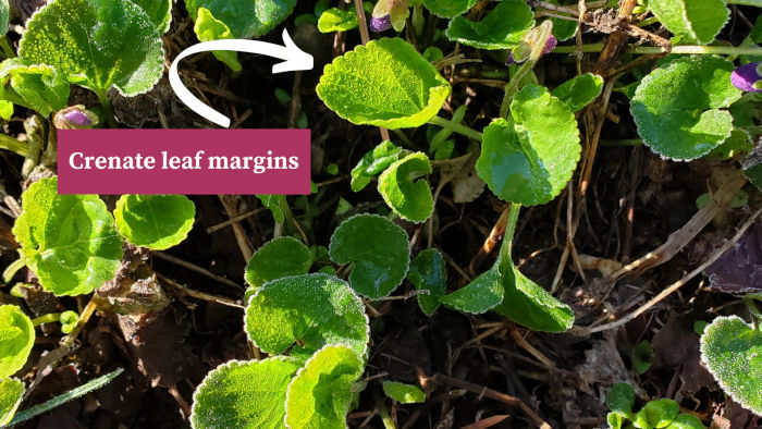 Violet Crenate Leaf Margins