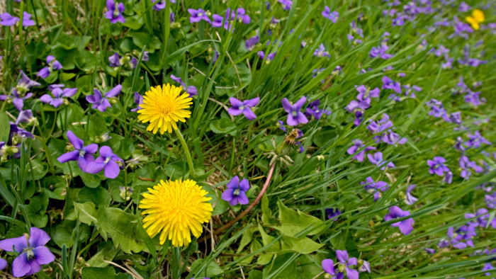 Violets and Dandelion