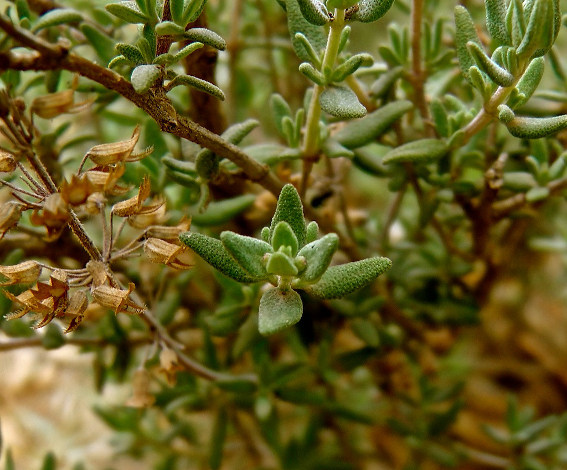 Thyme picture