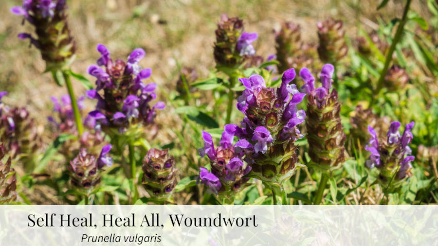 Self Heal Herb Banner