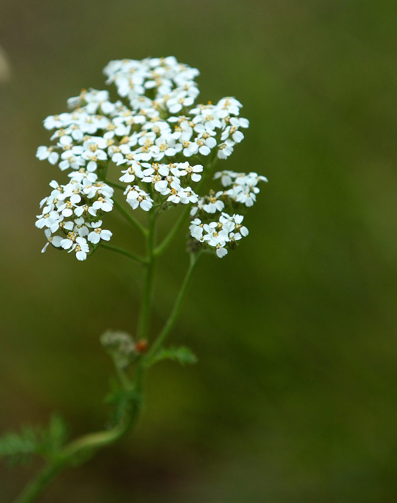 yarrow herb