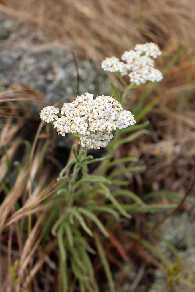 Foraging Guide