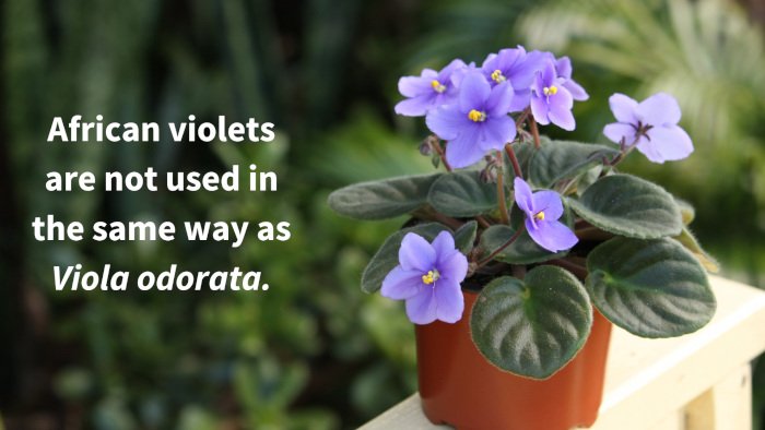 African violets are not used the same as the Viola species.