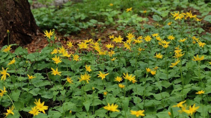arnica forest