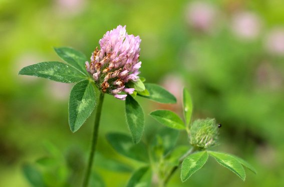 red clover picture