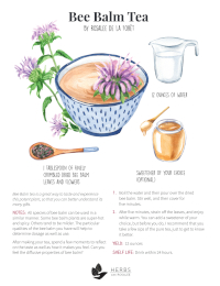 Bee Balm Tea Recipe