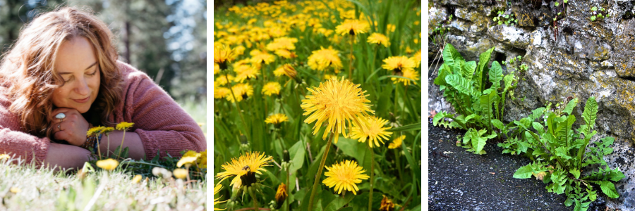 Benefits of Dandelion banner
