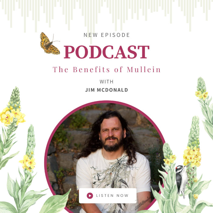 Health Benefits of Mullein with jim mcdonald