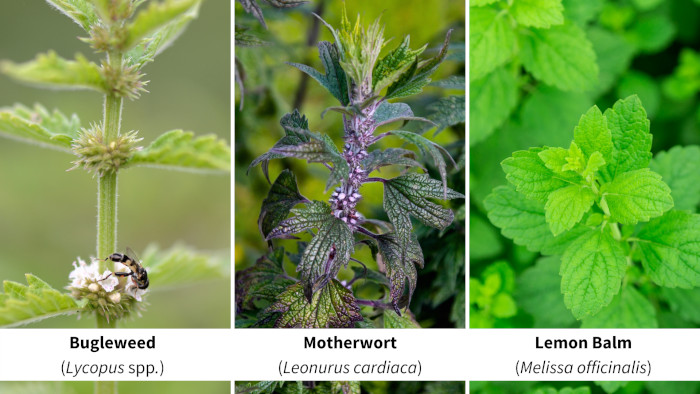 Bugleweed, Motherwort, and Lemon Balm