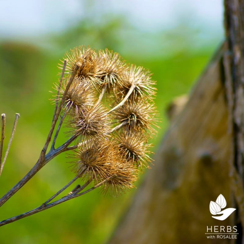 burdock uses