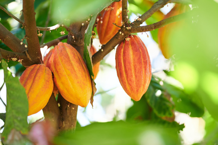 cacao benefits