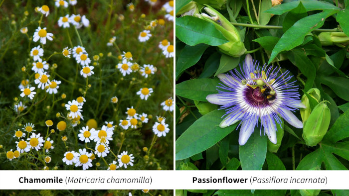 Chamomille and Passionflower