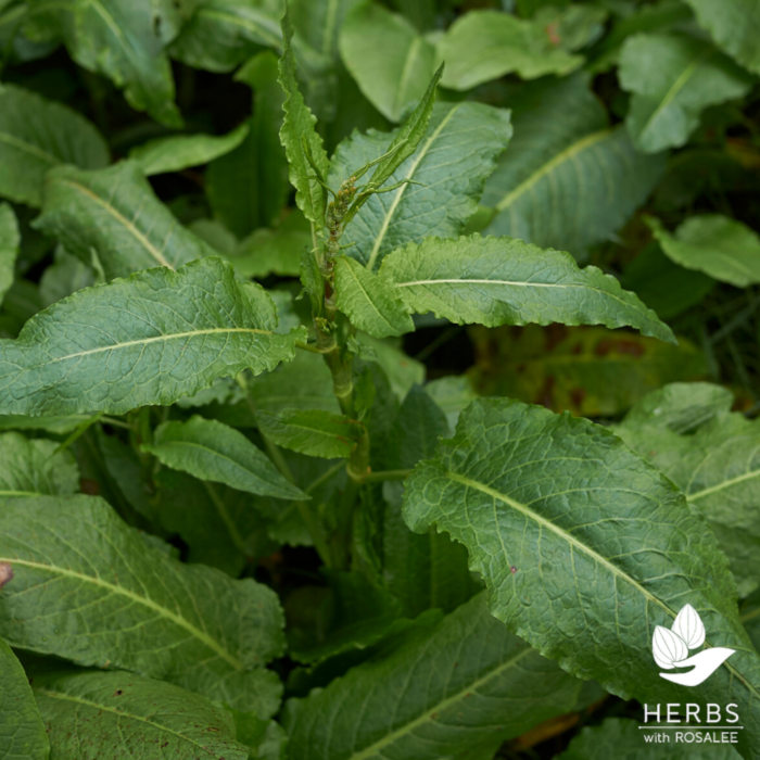 curled dock leaves