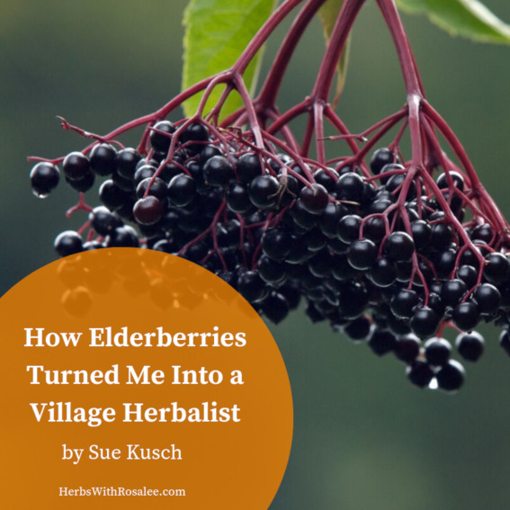 elderberry uses