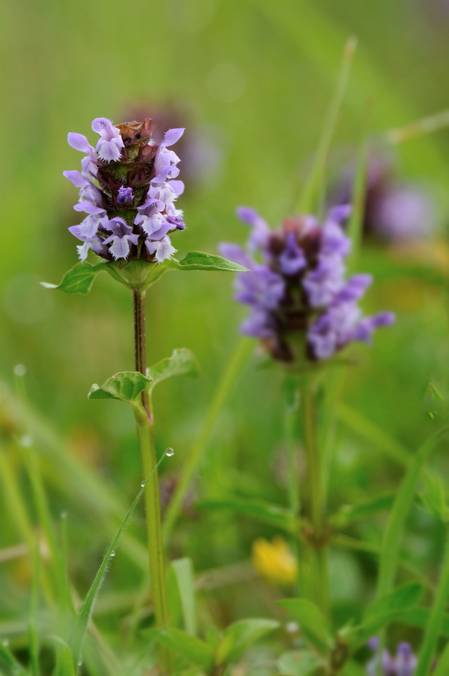 Self Heal Herb