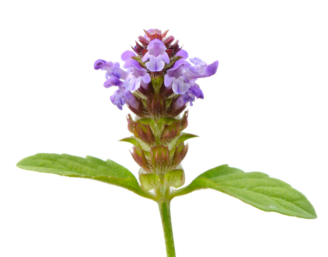 Self Heal Herb